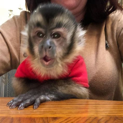 She is 13 weeks old. . Craigslist capuchin monkey for sale near georgia